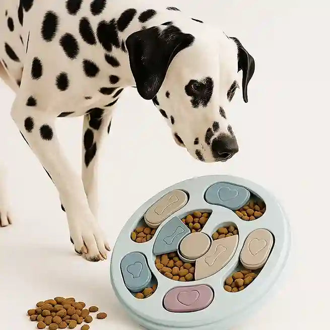 Dalmatian dog interacting with a puzzle feeder filled with kibble on a white background