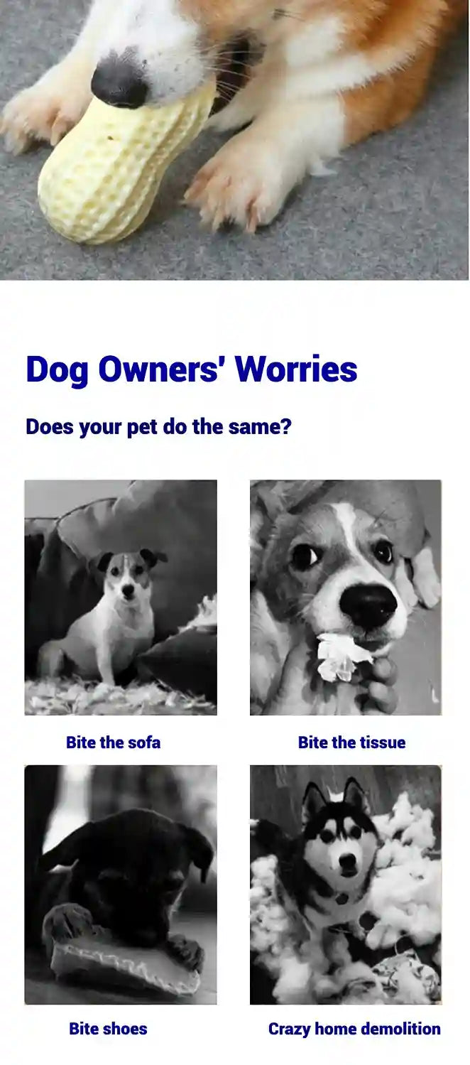Dog chewing on a toy with text 'Dog Owners' Worries' and images of a dog biting various items.