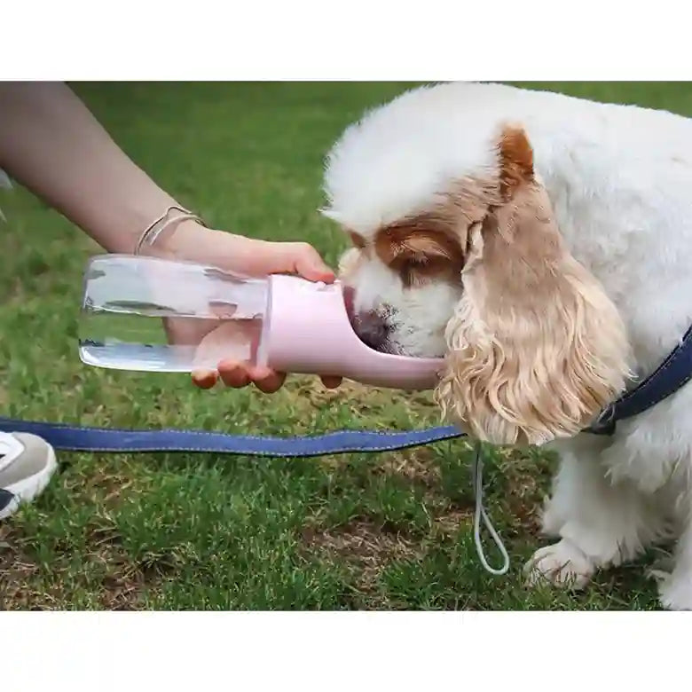 Dog drinking from a pink water bottle held by a person outdoors on grass