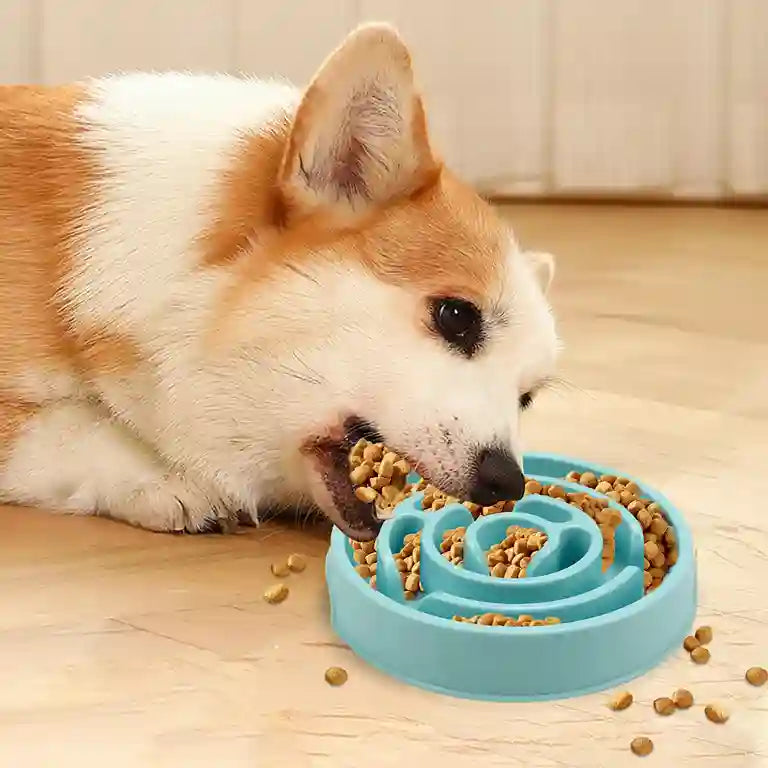 Dog eating from a blue slow feeder bowl on a wooden floor.