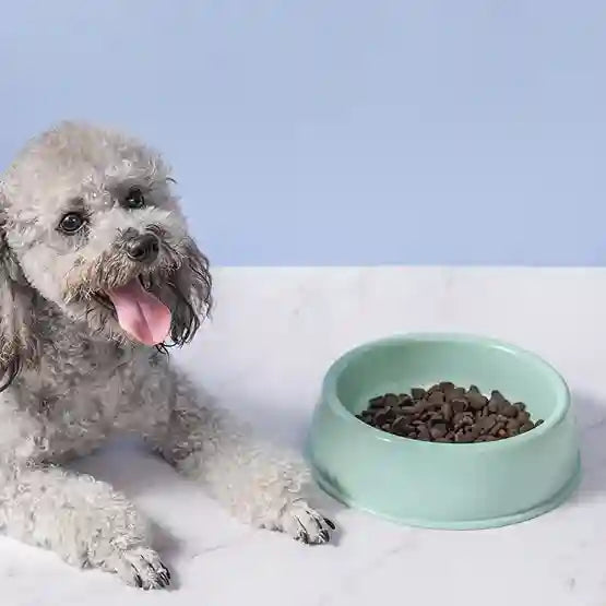 Dog sitting next to a green bowl with food on a light blue background