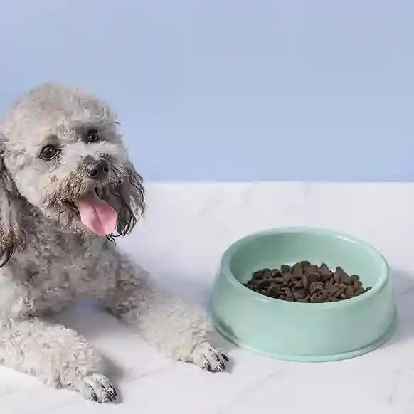 Dog sitting next to a green bowl with food on a light blue background
