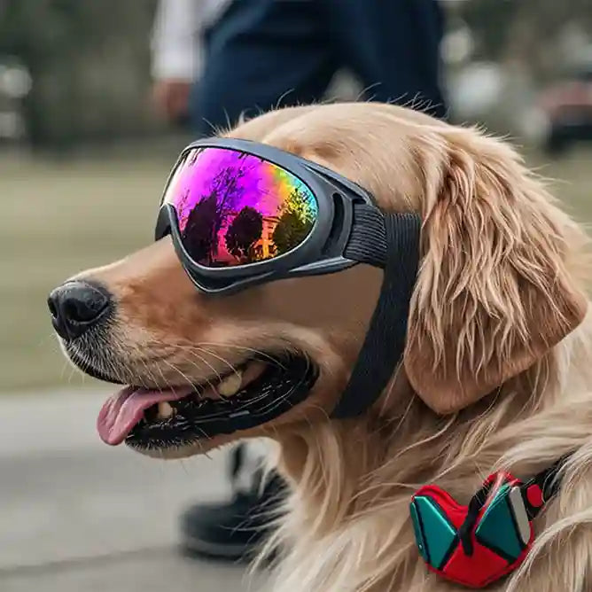 Dog wearing colorful goggles with a blurred background