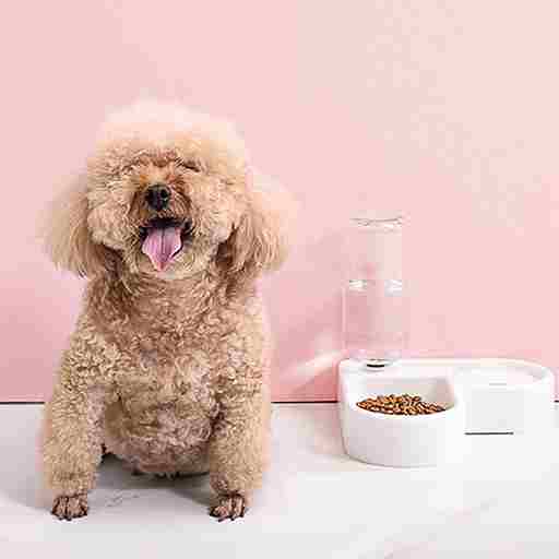 Small dog sitting next to a bowl of food on a pink background