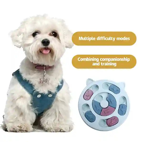 White dog wearing a blue harness with a puzzle toy on a white background